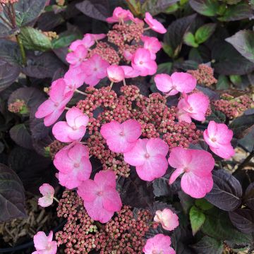 Hortensia Daredevil - Hydrangea