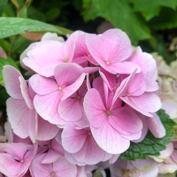 Hortensia macrophylla Xian - Hydrangea