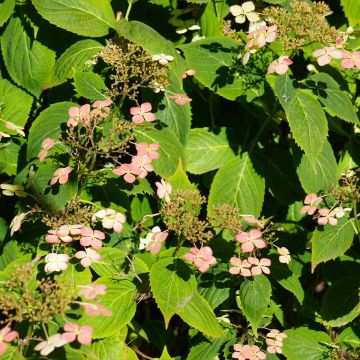 Hortensia paniculata Dharuma - Hydrangea