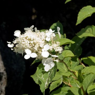 Hortensia paniculata White Moth - Hydrangea paniculata