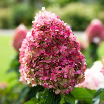 Hortensia paniculata Living Pinky Promise - Hydrangea paniculata