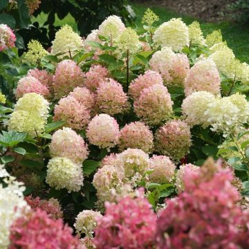 Hortensia paniculata Fire Light - Hydrangea paniculata