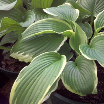 Hosta Bridal Falls