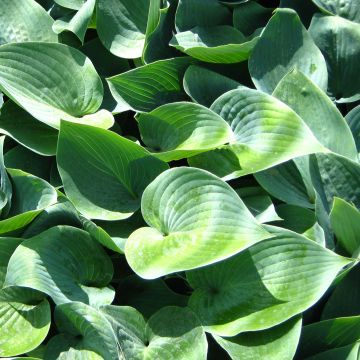 Hosta Canadian Blue