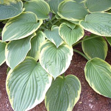 Hosta Christmas Tree