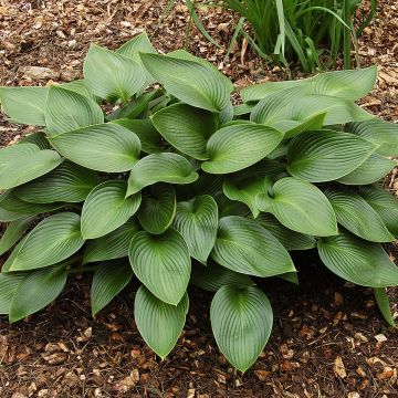 Hosta Devon Green