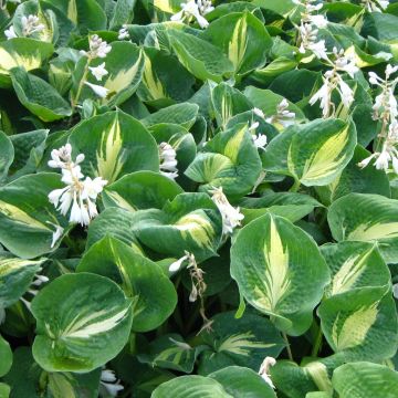 Hosta Dream Queen