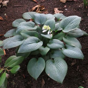 Hosta Fragrant Blue