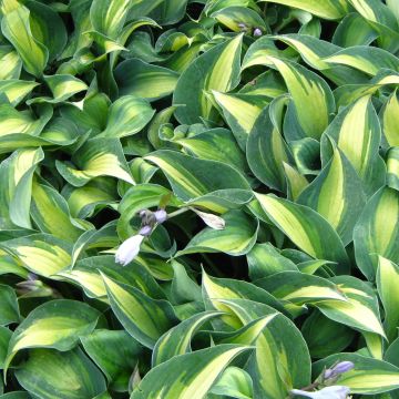 Hosta Grand Marquee