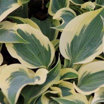 Hosta Great Escape