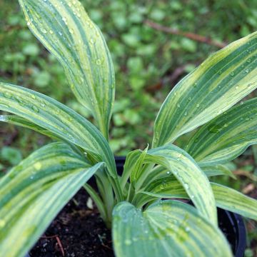 Hosta Hyuga Urajiro