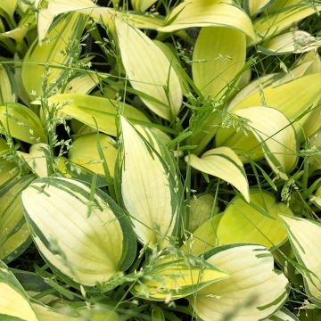 Hosta tardiana June