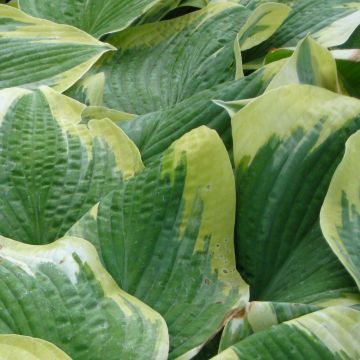 Hosta Robert Frost