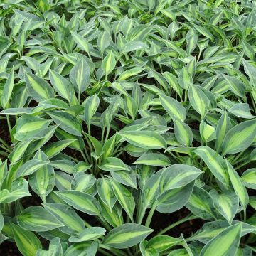 Hosta Stand by Me