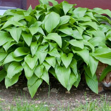 Hosta Sweet Susan