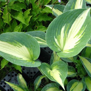 Hosta Touch Of Class