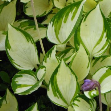 Hosta Warwick Delight