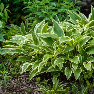 Hosta gracillima Variegata