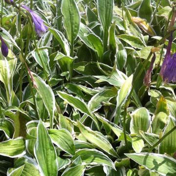 Hosta nigrescens Krossa Cream Edge