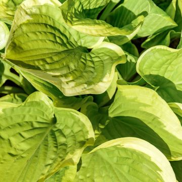 Hosta fortunei Patriot's Fire