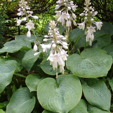 Hosta sieboldiana elegans