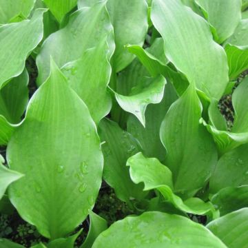 Hosta undulata Erromena