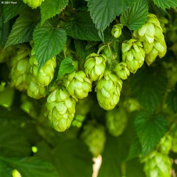 Lúpulo HOPS - Humulus lupulus