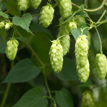 Lúpulo Jupiter - Humulus lupulus