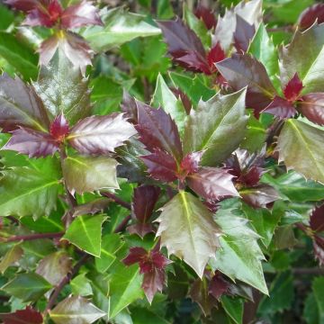 Ilex meserveae Heckenblau - Acebo azul