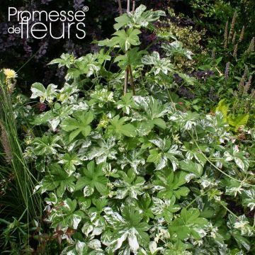 Humulus japonicus Variegatus - Lúpulo japonés