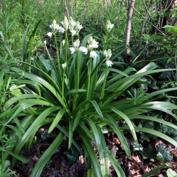 Jacinto silvestre Blanca - Hyacinthoides non-scripta Alba