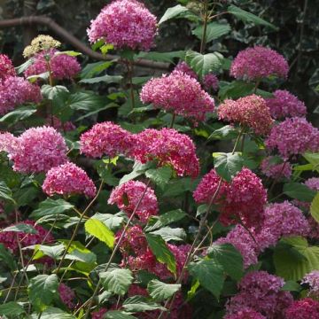 Hortensia arborescens Bella Anna