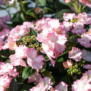 Hortensia macrophylla Bloombuster rosa - Hydrangea