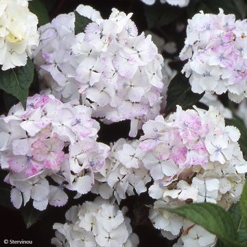 Hortensia serrata Impératrice Eugénie - Hydrangea