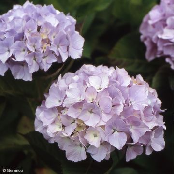 Hortensia macrophylla Madame Plumecoq - Hydrangea