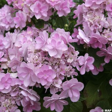 Hortensia macrophylla You and Me Forever - Hydrangea