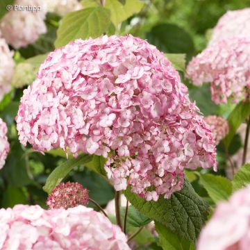 Hortensia arborescens Candybelle Bubblegum