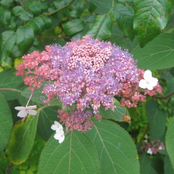 Hortensia aspera Kawakami - Hydrangea