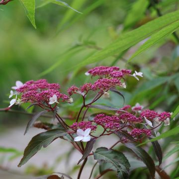 Hortensia aspera Rosemary Foster - Hydrangea