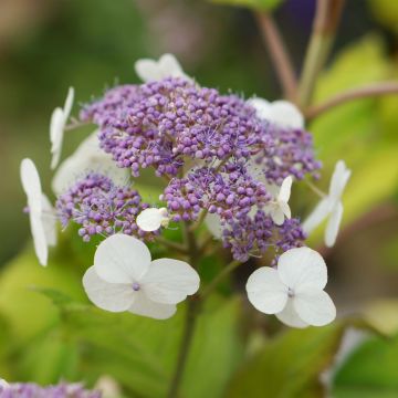 Hortensia aspera subsp. sargentiana Goldrush - Hydrangea