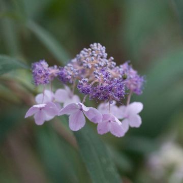 Hortensia involucrata - Hydrangea