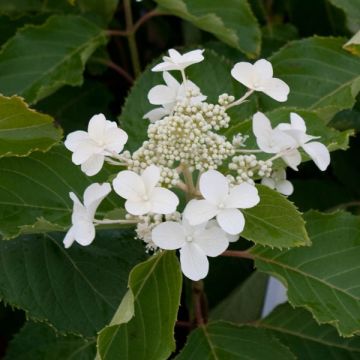 Hortensia paniculata Levana - Hydrangea paniculata