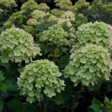 Hortensia paniculata Little Lime - Hydrangea