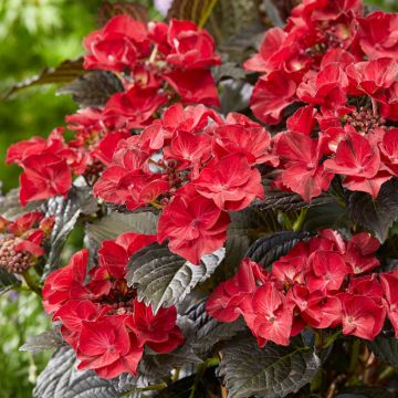 Hortensiamacrophylla x serrata After Midnight - Hydrangea