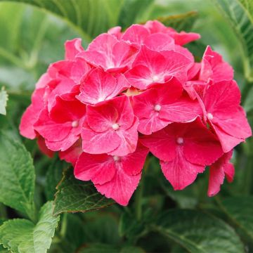 Hortensia macrophylla Alpenglühen - Hydrangea