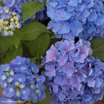 Hortensia macrophylla Benelux Blue - Hydrangea