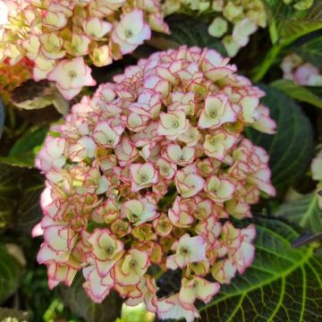 Hortensia macrophylla Benthe - Hydrangea