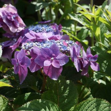 Hortensia macrophylla Flair & Flavours Blackberry Pie - Hydrangea