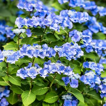 Hortensia macrophylla Blue Sky - Hydrangea