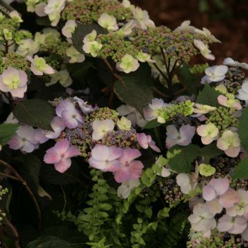 Hortensia macrophylla Blueberry Cheesecake - Hydrangea